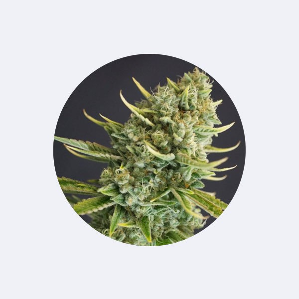 Cali Genetics "Clementine Kush" - Feminized - 3 Stck.