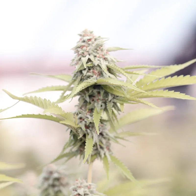 Plagron Bat Guano Fledermausmist