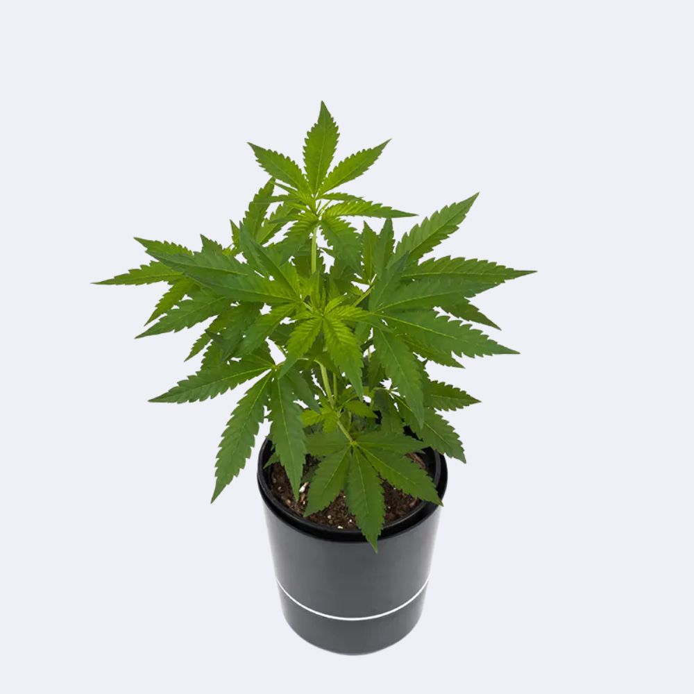 Mimosa EVO