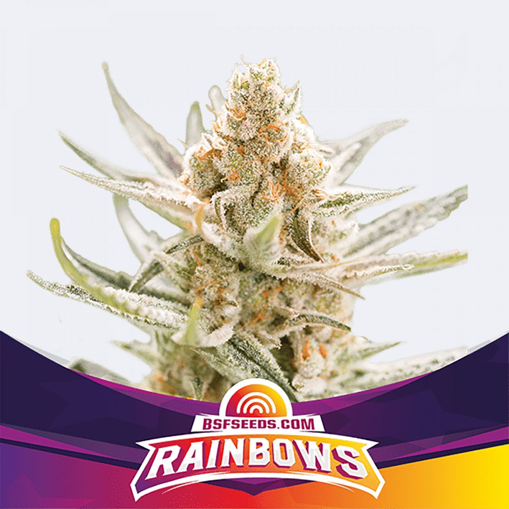 Rainbows Feminisiert