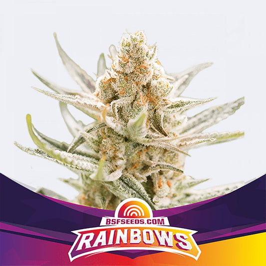 Rainbows Feminisiert