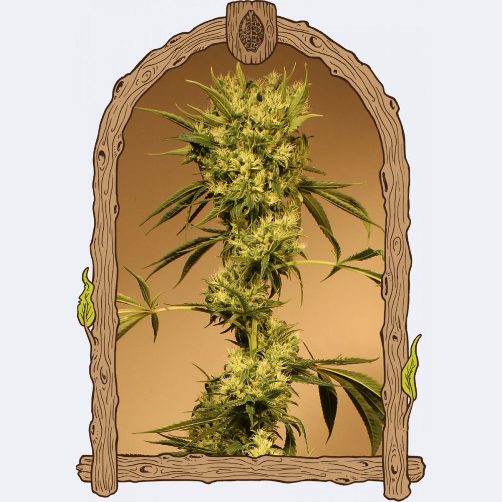 White Jewel Regulär