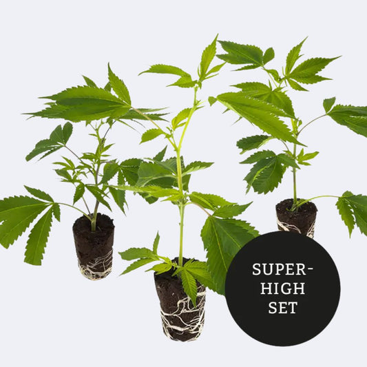 Super-High Stecklinge 3er-Set