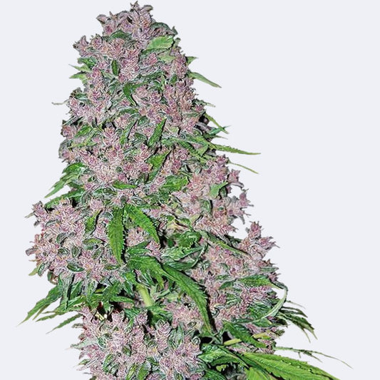 Purple Bud | Feminisiert