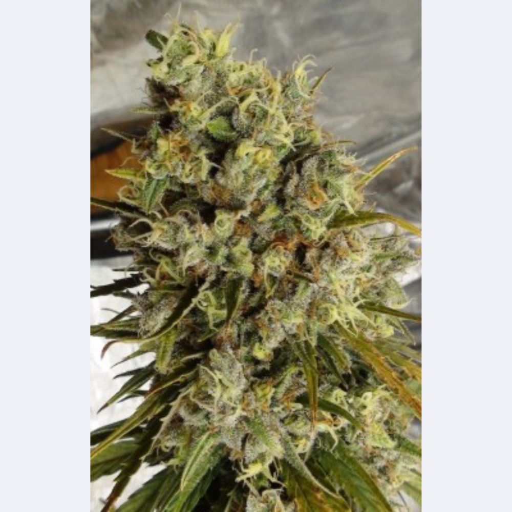 C5 Haze x Kali China Feminisiert