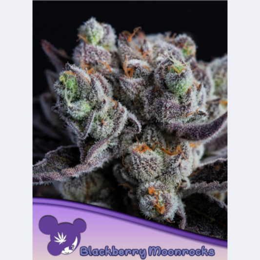 Blackberry Moonrocks Feminisiert