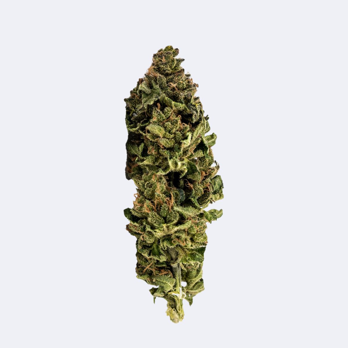 Super Skunk | CBN Blüten