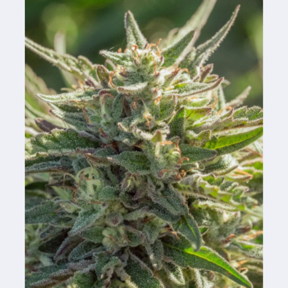 Mythic Cheetah Fast Feminisiert