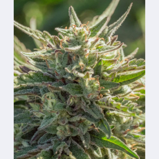 Mythic Cheetah Fast Feminisiert