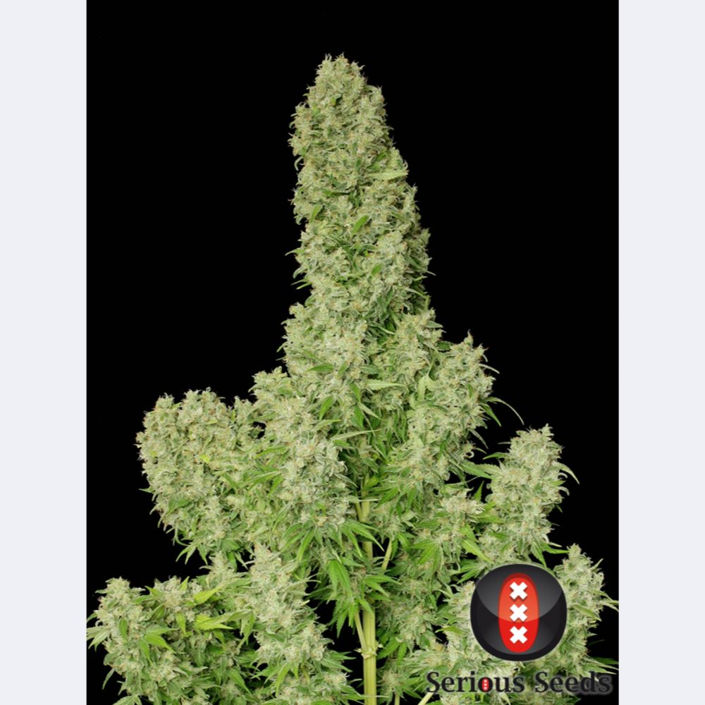 White Russian Regulär