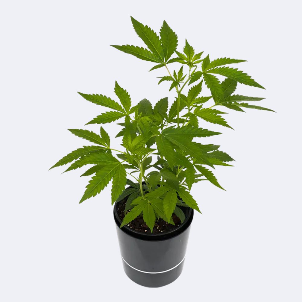 White Widow XXL