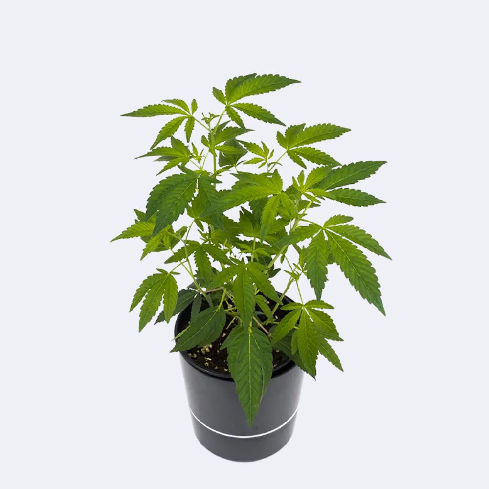Critical Kush