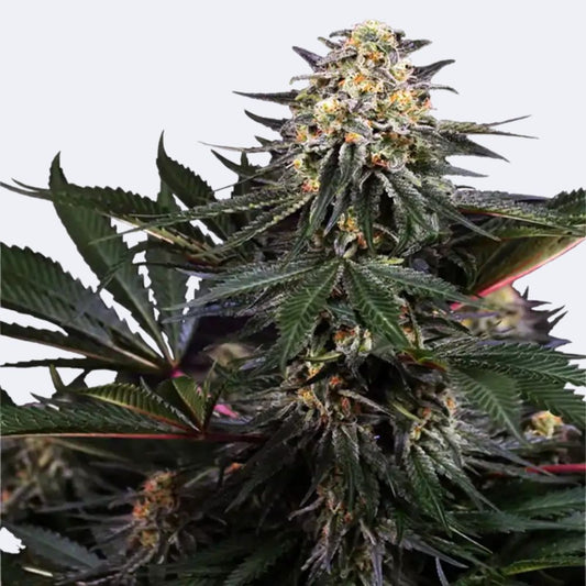 Lockdown Kush | Feminisiert