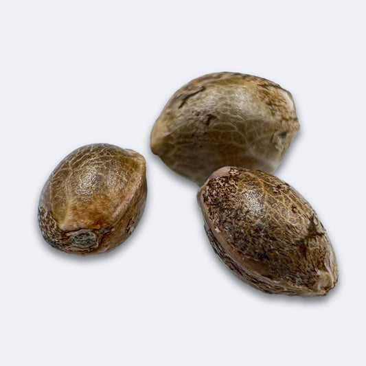 Cannabissamen richtig keimen lassen leicht gemacht