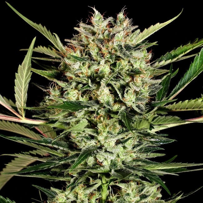 Häufige Fragen zu Cannabissamen beantwortet