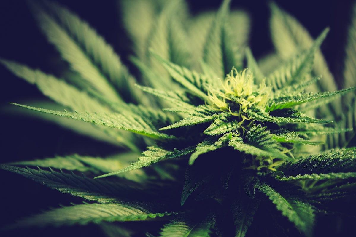 green cannabis