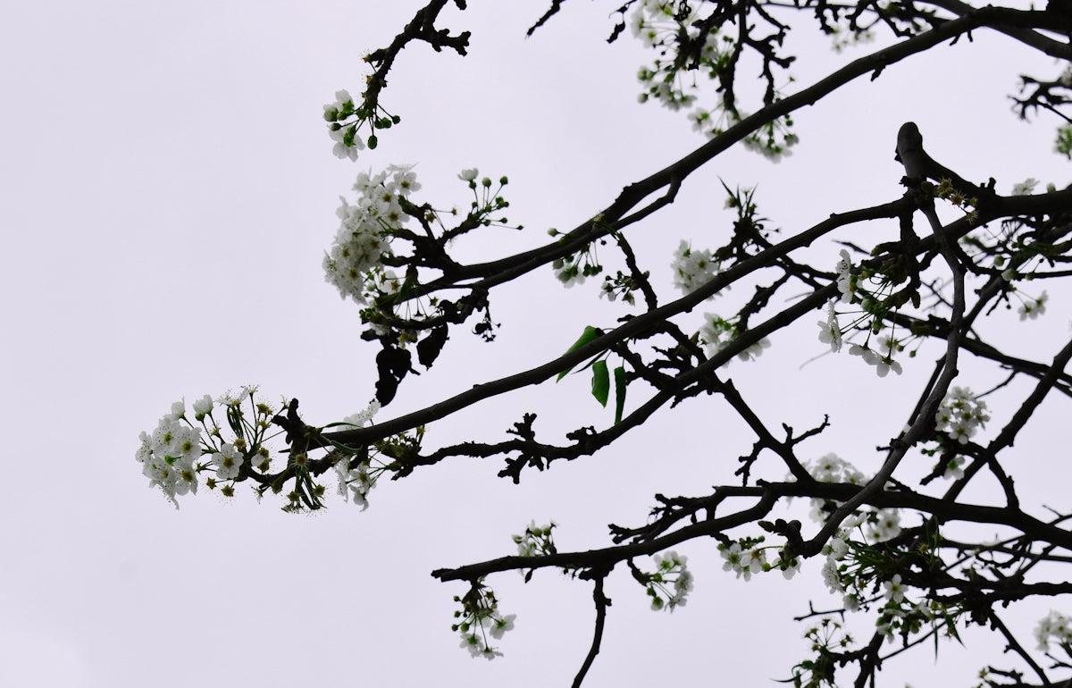 white petaled flower