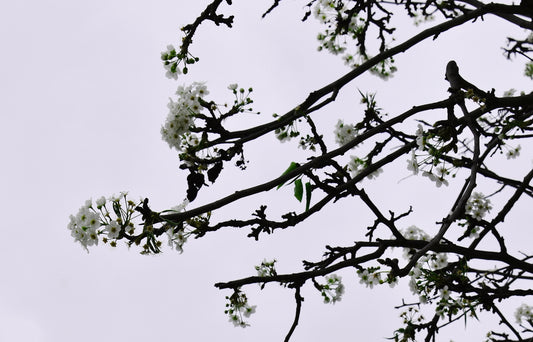 white petaled flower