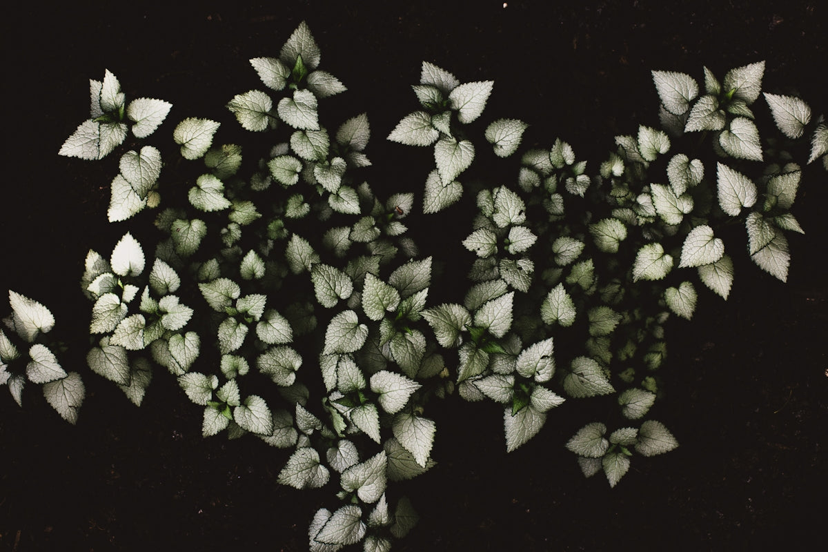 white petaled flowers