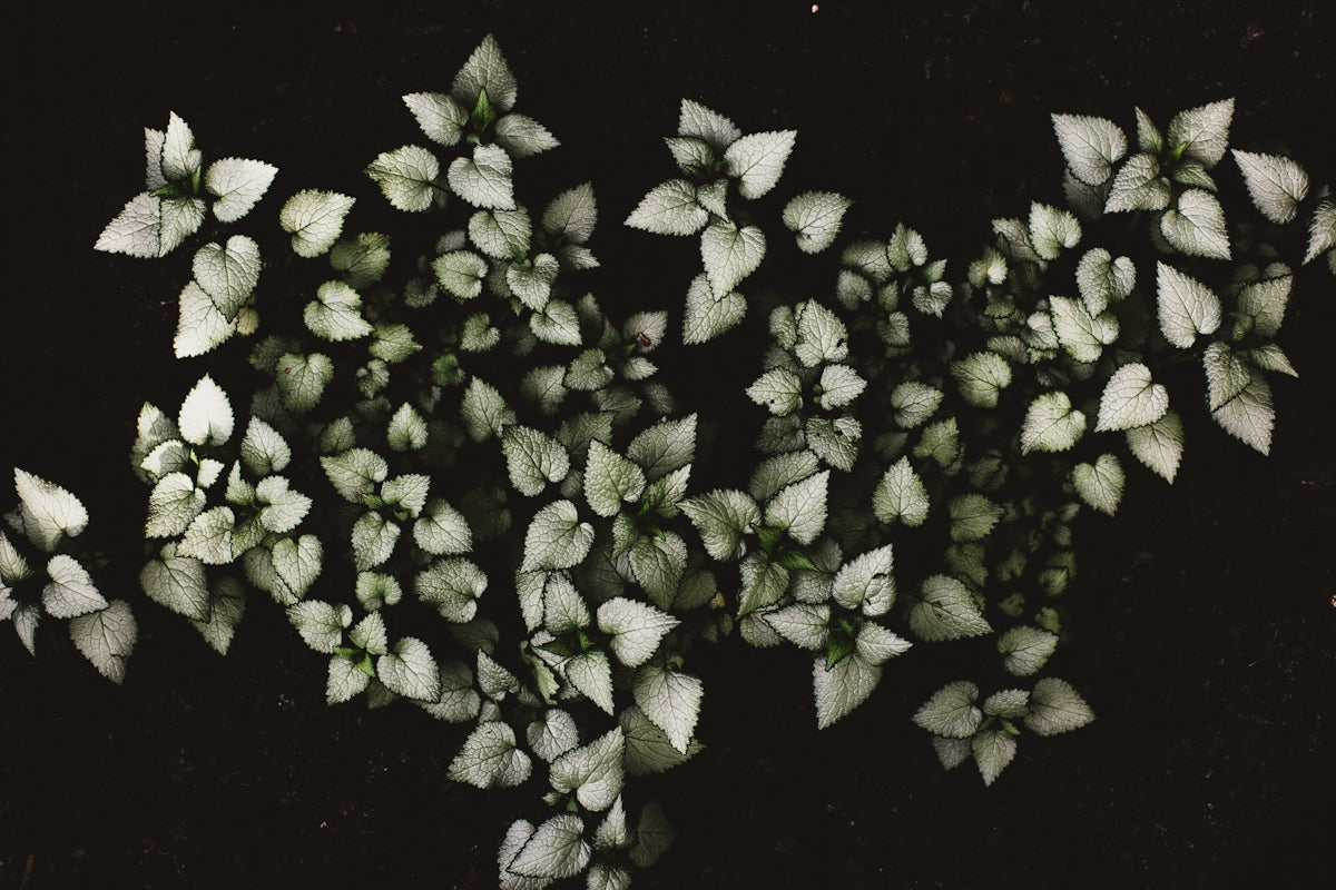 white petaled flowers