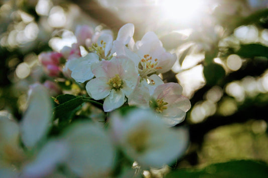 white flowers in bloom