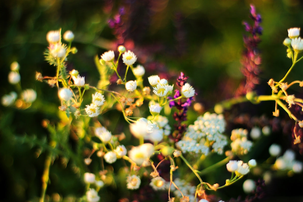 white-petaled flowers