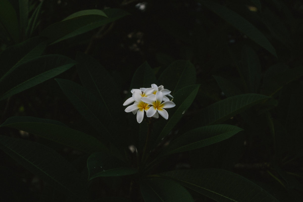 white and yellow petaled flowers