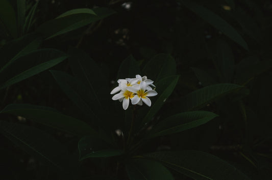 white and yellow petaled flowers