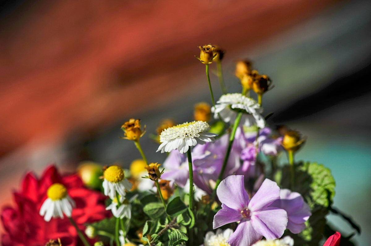 variety of flowers