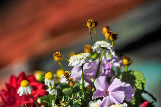variety of flowers
