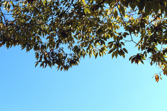 green tree