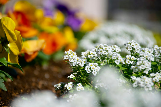 white petaled flowers