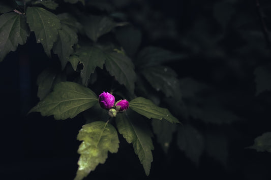 purple flower with green leaves