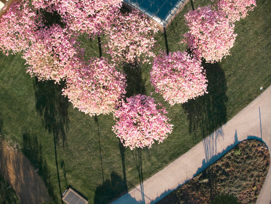 A large group of pink flowers in a park