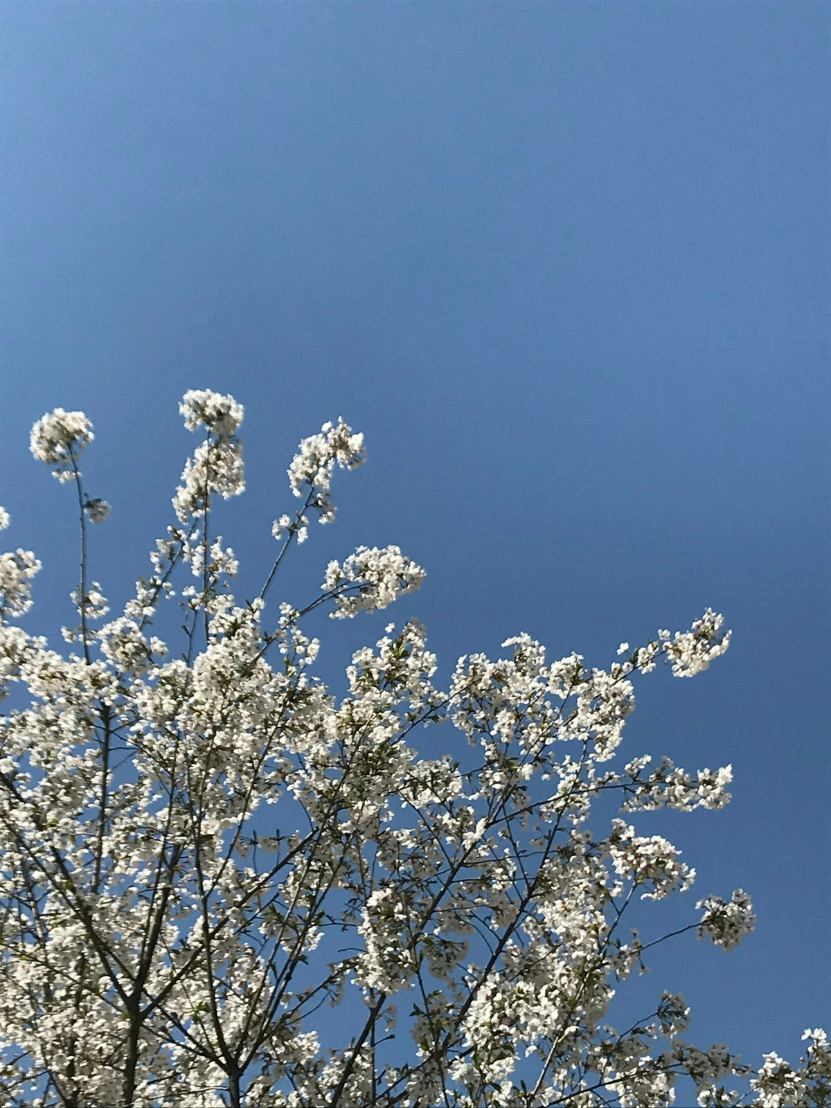 white cherry blossom under blue sky during daytime