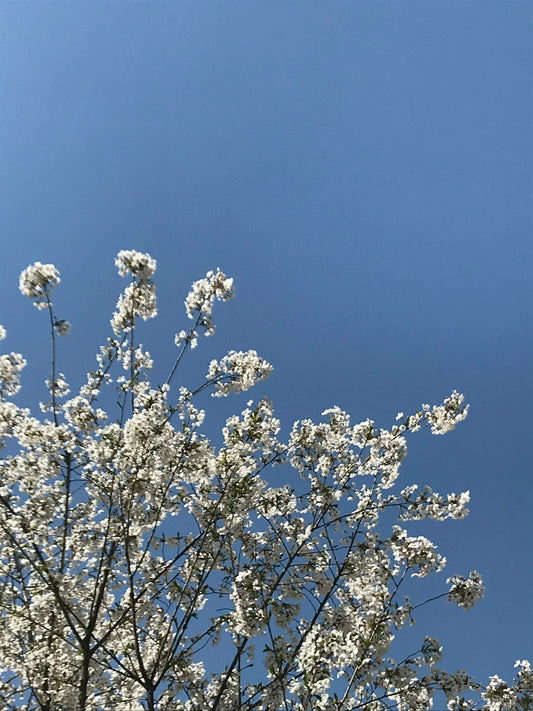 white cherry blossom under blue sky during daytime