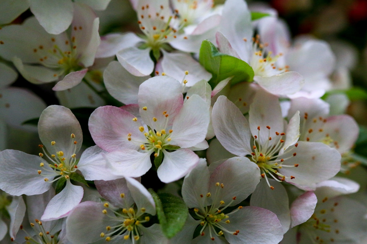 white and purple flowers in macro lens