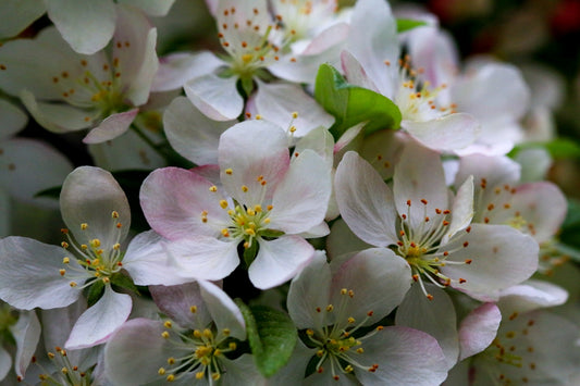 white and purple flowers in macro lens