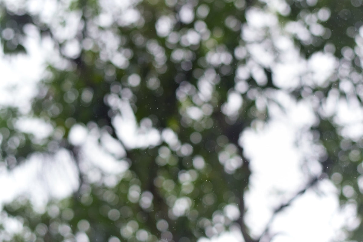 green trees in tilt shift lens