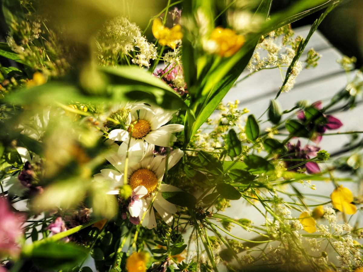 white and yellow flowers in tilt shift lens