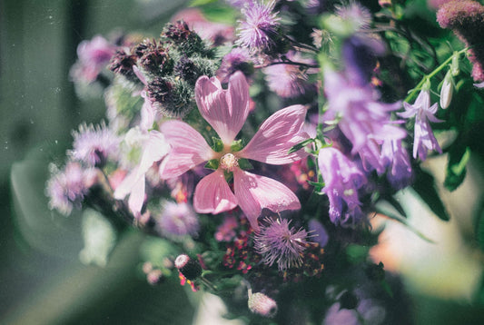 purple and white flower in tilt shift lens