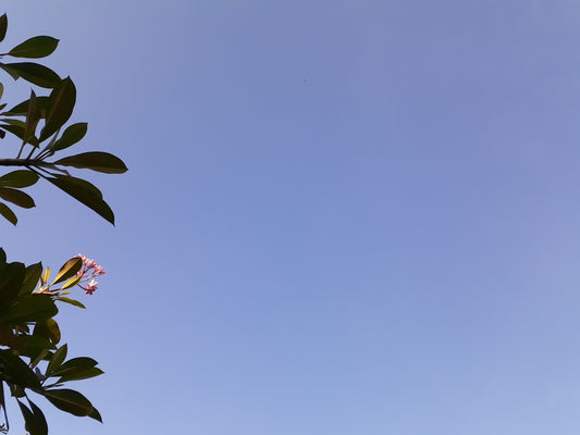 green leaves under blue sky during daytime