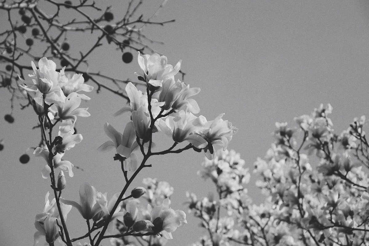 white cherry blossom in bloom during daytime