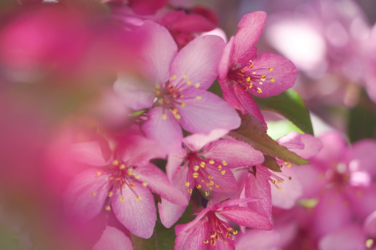pink and white flower in macro shot