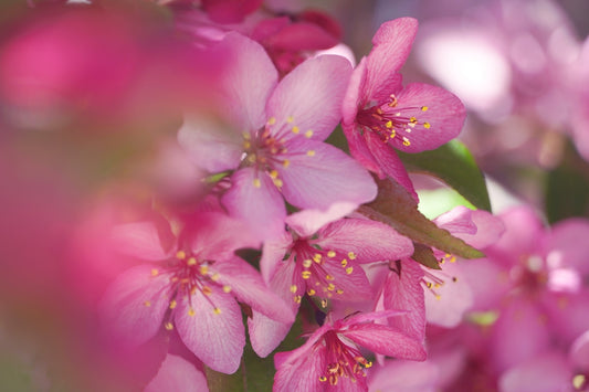 pink and white flower in macro shot