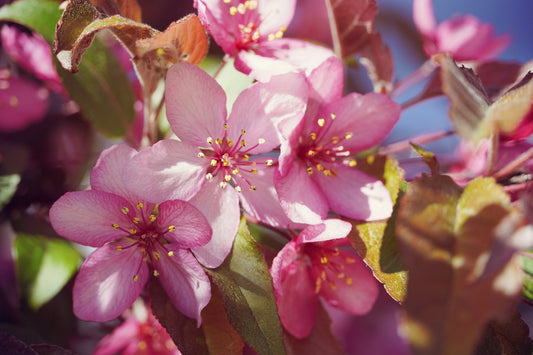 pink and white flower in macro shot