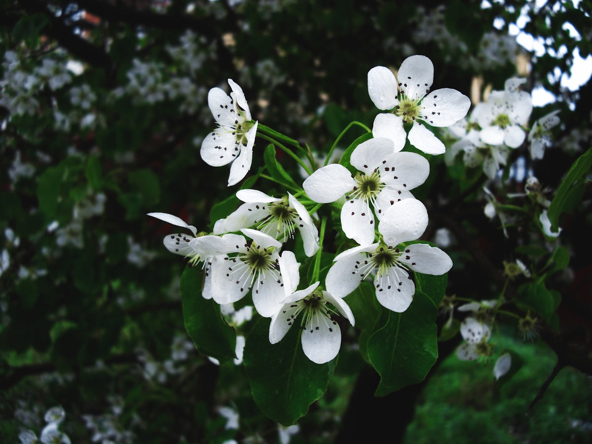 white flowers with green leaves