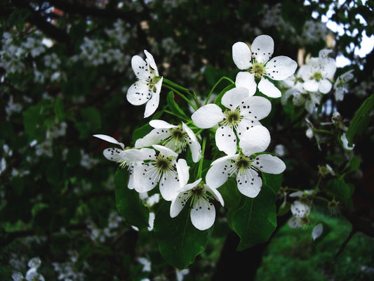 white flowers with green leaves