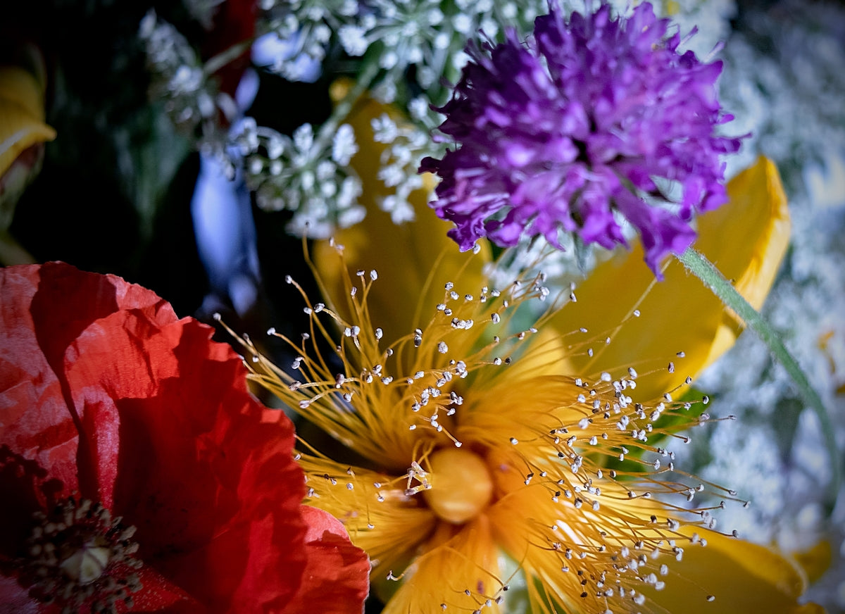 yellow and purple flower with water droplets