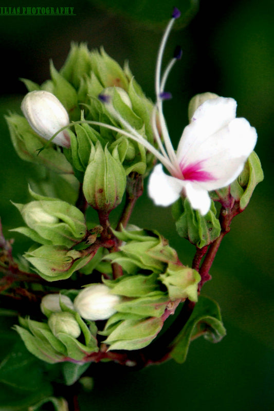 white and red flower in close up photography